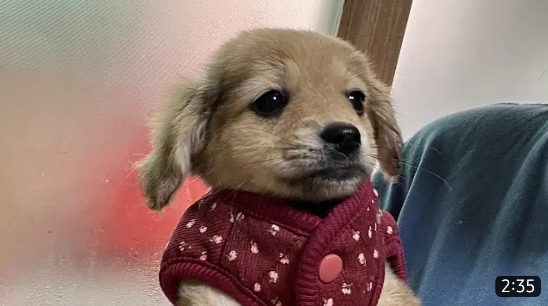 유기견 입양 브이로그 🐶 너무 귀여워 .jpg | 인스티즈
