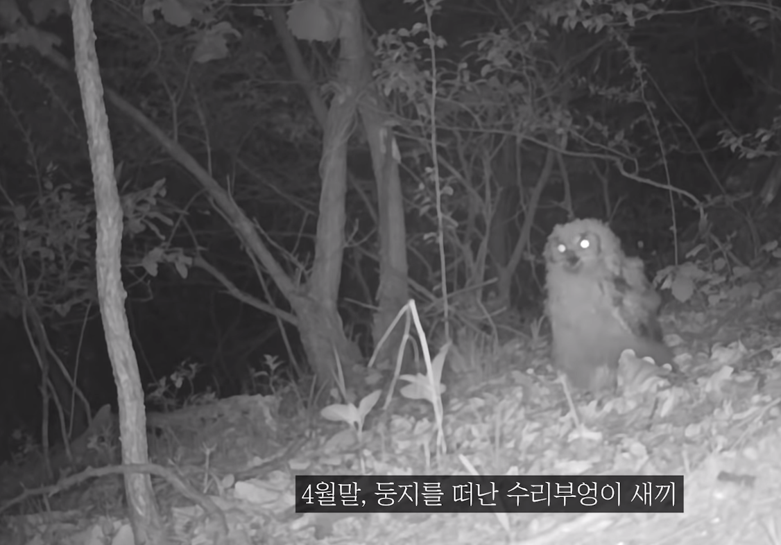 60일간의 방치한 카메라에 찍힌 산 속 동물들 | 인스티즈