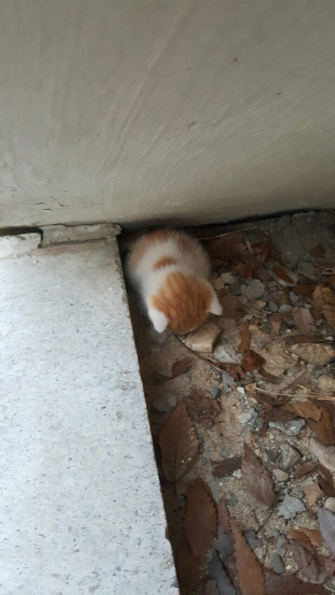 길가다가 본 고양이 | 인스티즈