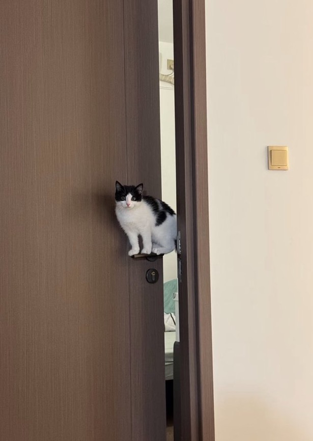 수달은 새끼를 낳으면 이곳저곳 돌아다니며 자랑하는 습성이 있습니다 | 인스티즈