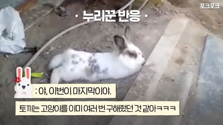 창고밑에 갇힌 고양이를 구하려는 토끼 | 인스티즈