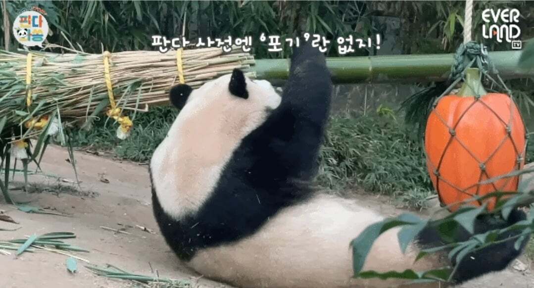 푸바오가 천재인 이유.gif | 인스티즈