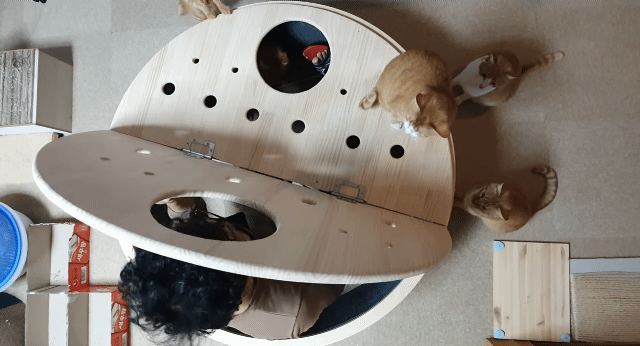 해괴한 고양이 장난감을 만들어낸 오늘자 매탈남.. jpg | 인스티즈