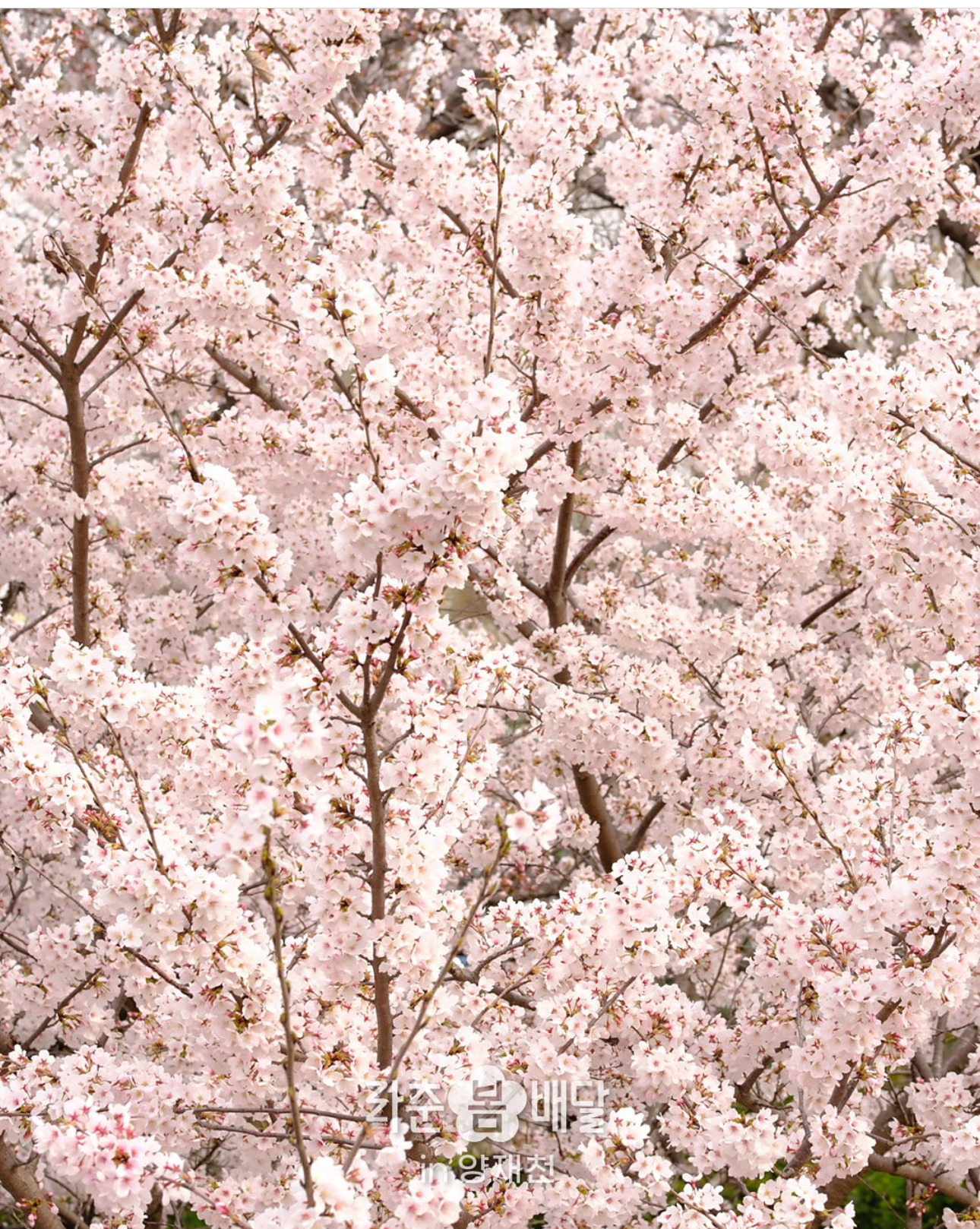 현재 서울 양재천 근황 | 인스티즈