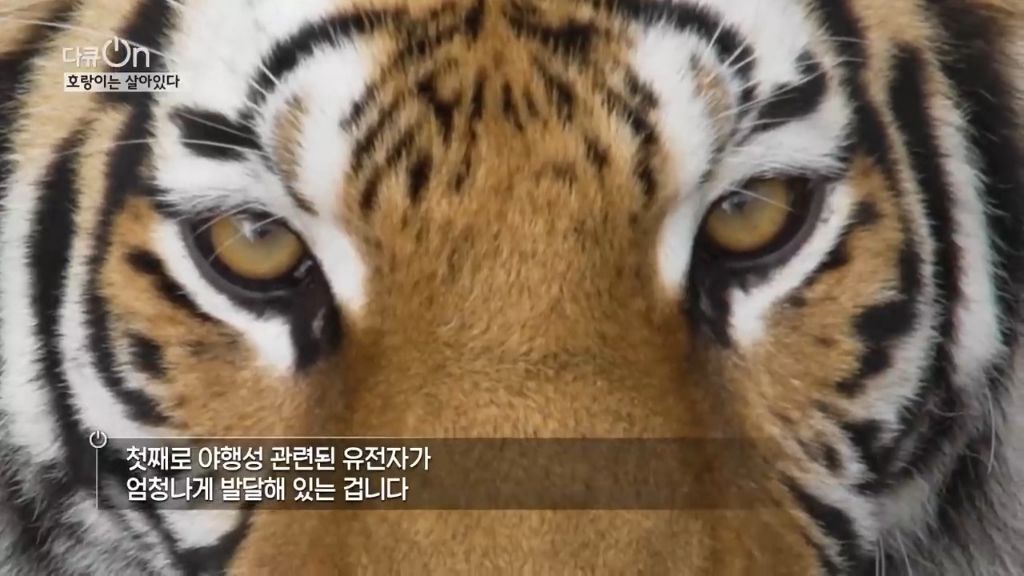 '절멸'의 '한국 호랑이'. 🐅 그 100년간의 이야기. -마지막- | 인스티즈