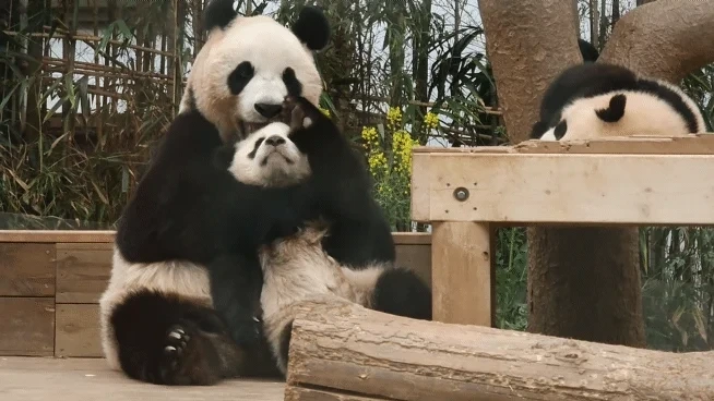 엄마랑 할부지한테 안기면 코부터 가리는 후이바오🐼 | 인스티즈