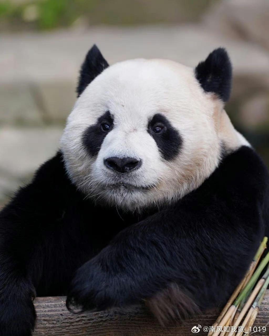 러심후난 (러바오 심은 데 후이바오 난다)🐼 | 인스티즈