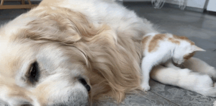 강아지와 고양이 | 인스티즈