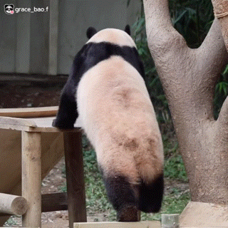 ?? : 진짜 우리나라 판다 애들이 다리 짧아? | 인스티즈