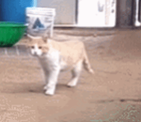 [hahaha] 뚱땅이 걸음걸이가 정말 특이하다는걸 한눈에 알아볼수있는 짤🐾 | 인스티즈