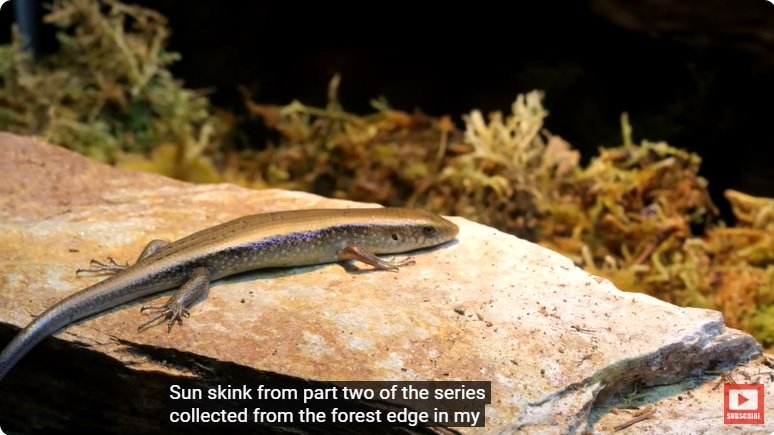 거대한 수조에 열대우림 환경을 조성해놓으면 생기는 일 - 3 | 인스티즈