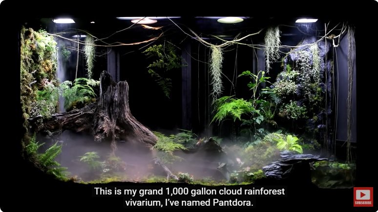 거대한 수조에 열대우림 환경을 조성해놓으면 생기는 일 - 2 | 인스티즈