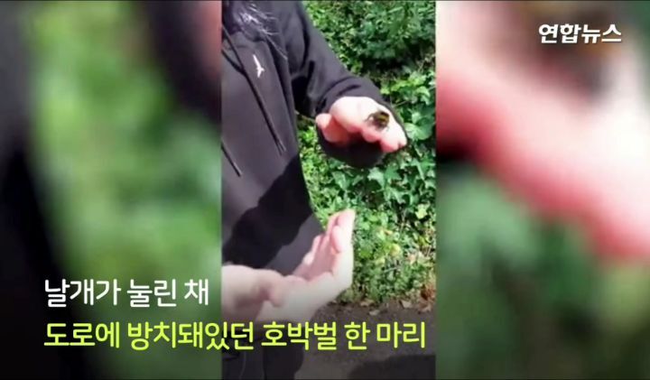 구해준사람 껌딱지 된 호박벌.jpg | 인스티즈