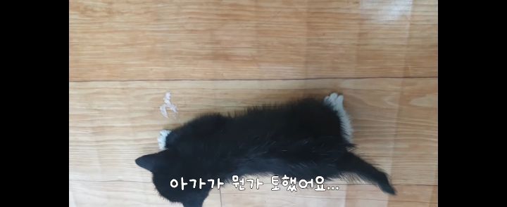 얼어죽어있던 아기고양이를 녹였더니.. | 인스티즈
