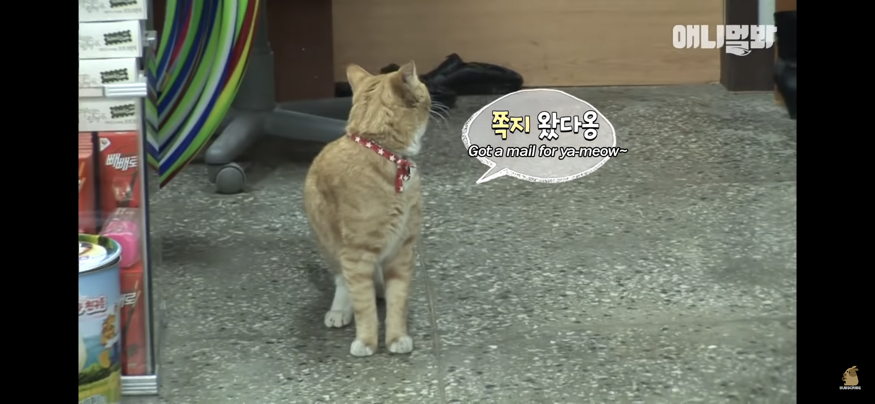 길고양이 목에 쪽지를 달자 생긴 영화같은 일 | 인스티즈