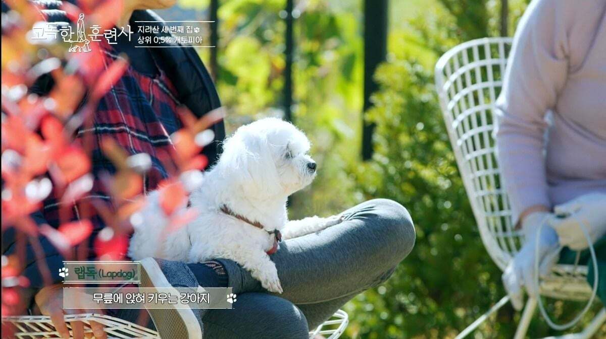 말티즈가 예민하고 잘 짖는 이유.jpg | 인스티즈
