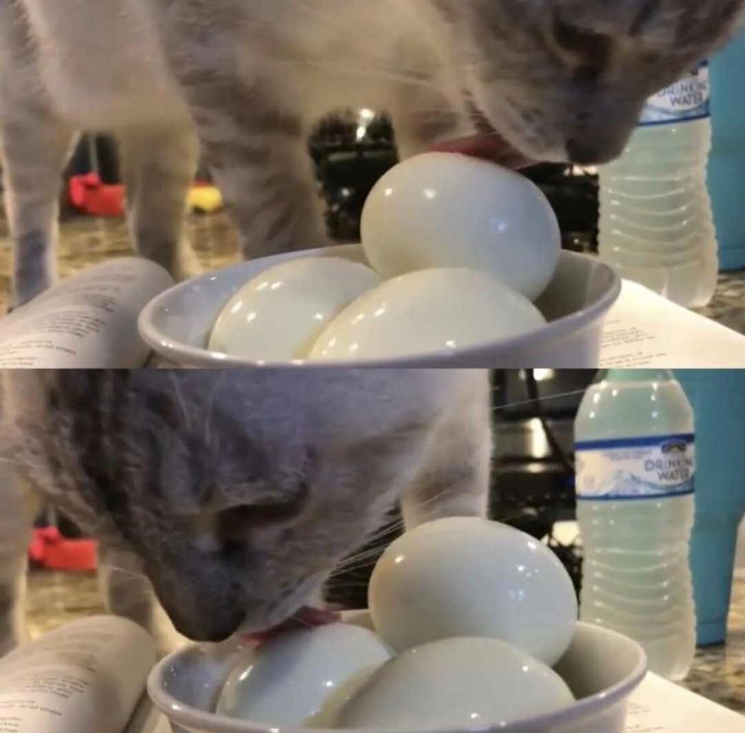 몽요일 여시캡쳐 안 본 거 꾸웨액? | 인스티즈