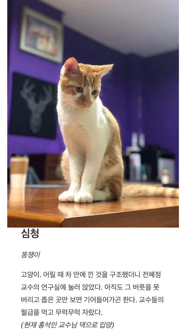 "차에 고양이 들어있음" 쪽지에 우르르 몰려나온 교수님들, 그 이후 | 인스티즈