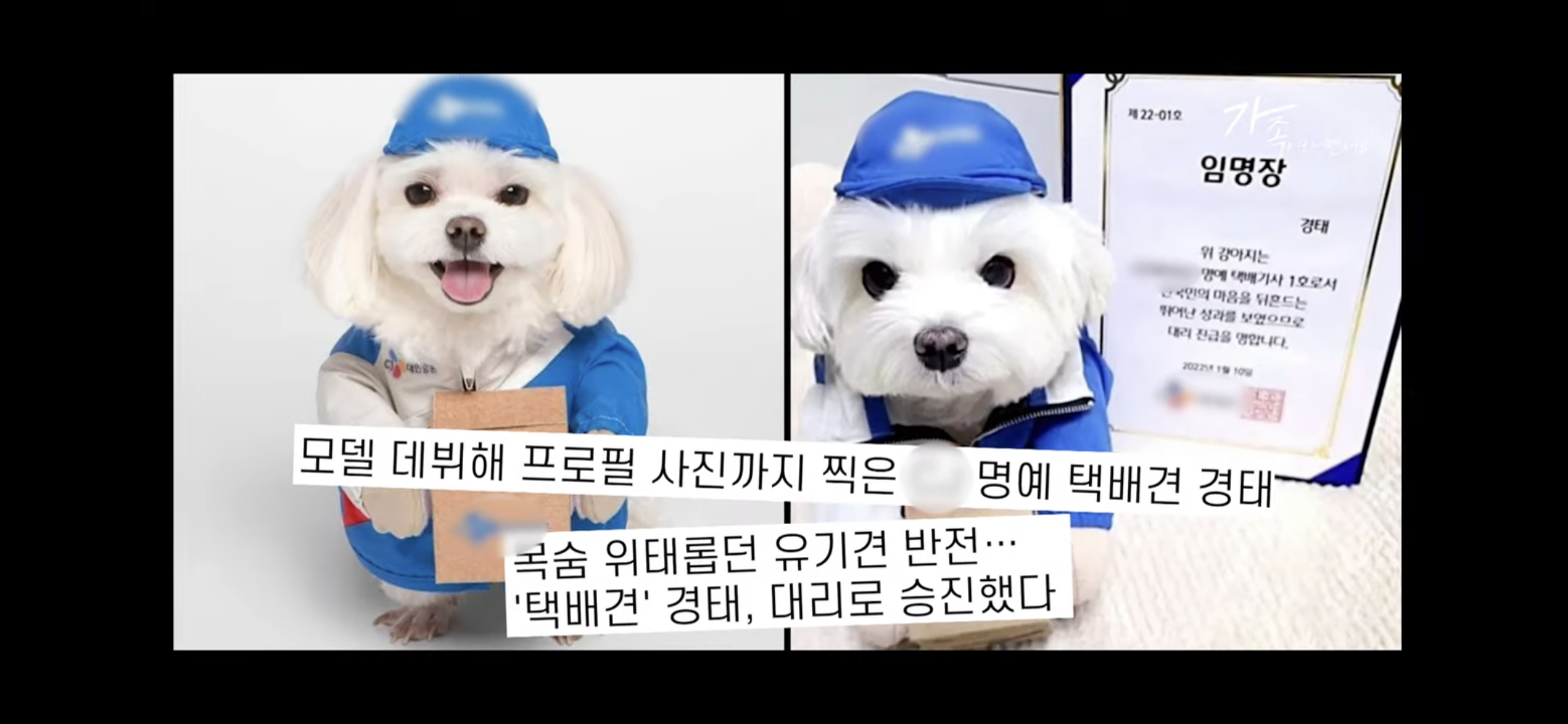 sns스타 택배견 경태를 기억해? 경태 경태희 진짜 근황 (눈물,분노 주의) | 인스티즈