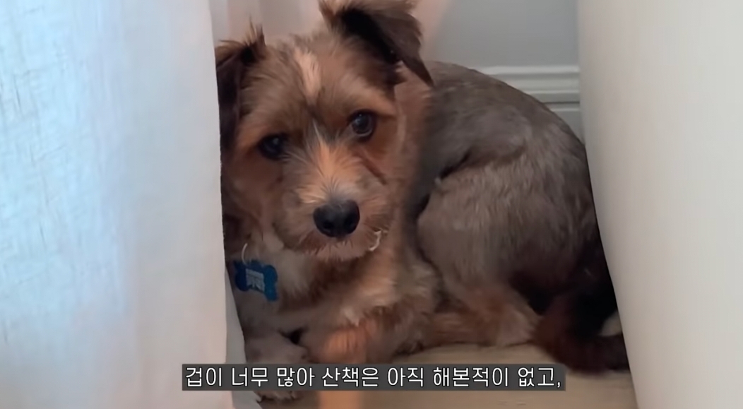 유기견 입양전후 변화. 겁많은 강아지의 100일간 브이로그 | 인스티즈