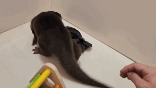 지옥이 다름없는 충격적인 일본 수달 카페.. | 인스티즈