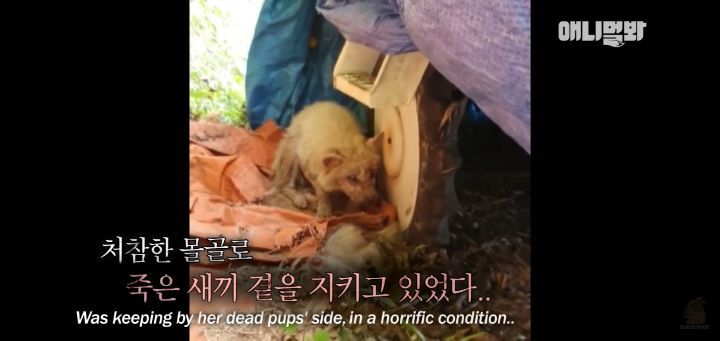 죽을것같은 우울증에 걸린 강아지 | 인스티즈