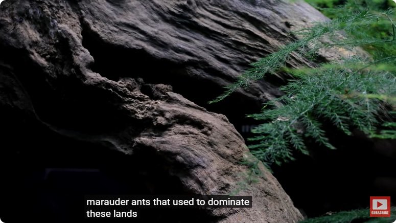 거대한 수조에 열대우림 환경을 조성해놓으면 생기는 일 - 3 | 인스티즈