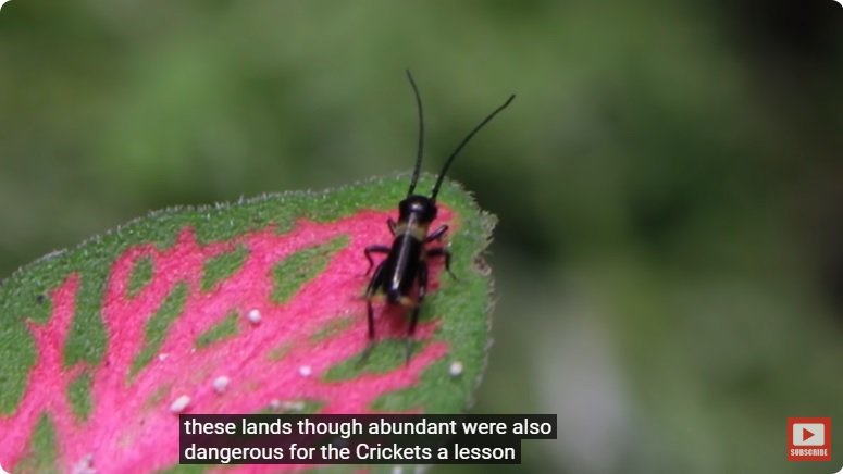 거대한 수조에 열대우림 환경을 조성해놓으면 생기는 일 - 3 | 인스티즈