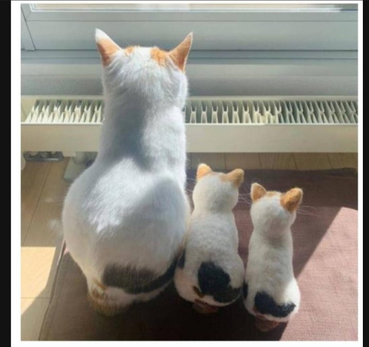 이 정도면 세쌍둥이 아니냐구 | 인스티즈