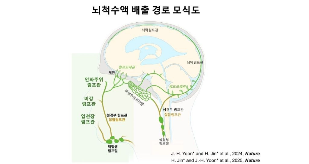 마사지로 뇌 노폐물 배출하여 치매 예방 | 인스티즈