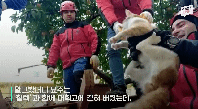 튀르키예 지진 현장에서 구조되는 강아지와 고양이들.gif | 인스티즈