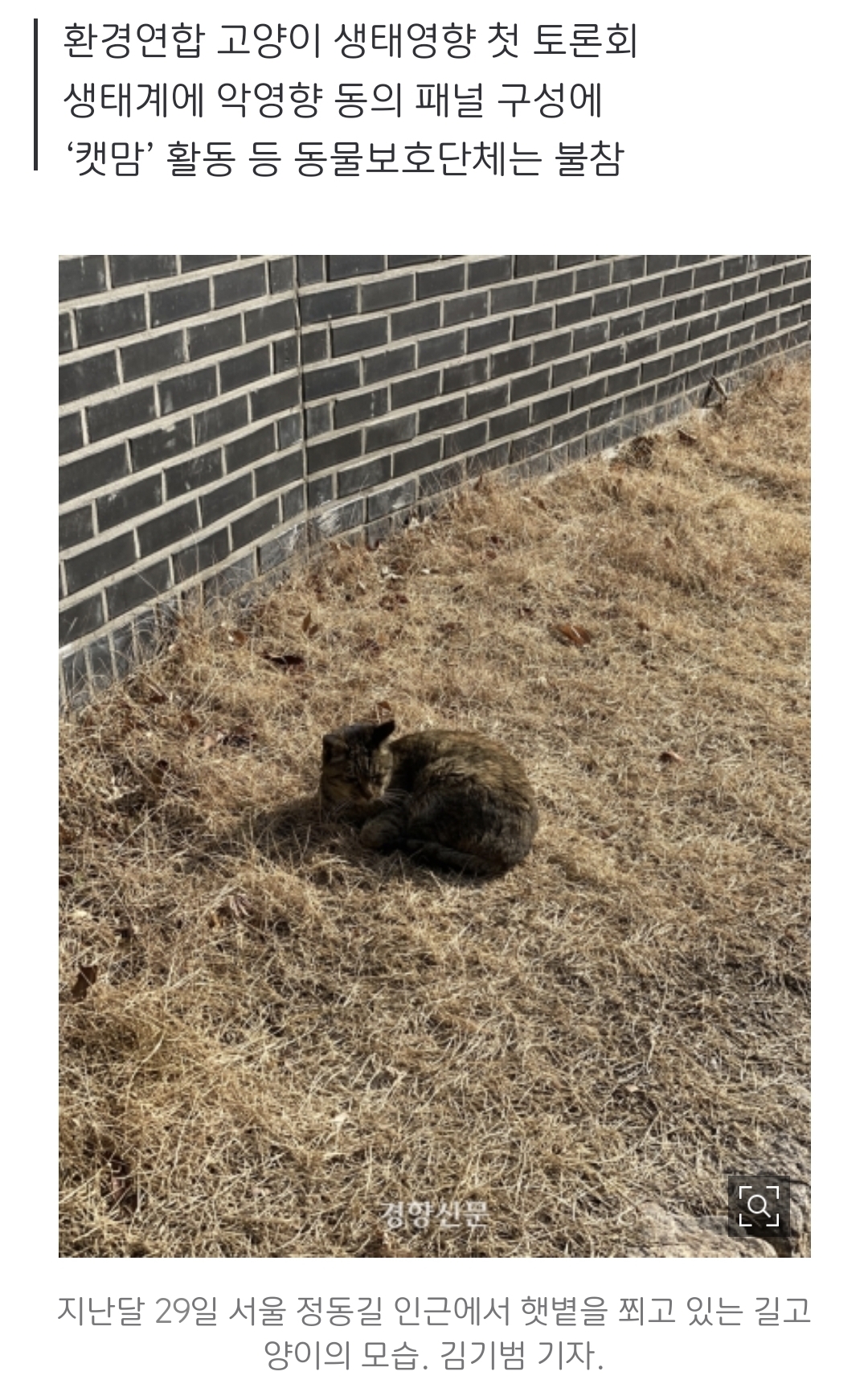 새덕후 참여 토론에서 길고양이 안락사 얘기 나옴.jpg | 인스티즈