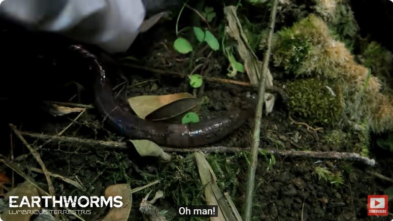 거대한 수조에 열대우림 환경을 조성해놓으면 생기는 일 - 2 | 인스티즈