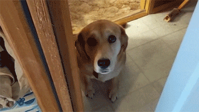 반려인이 출근하지 않기를 바라는 댕댕이.gif | 인스티즈