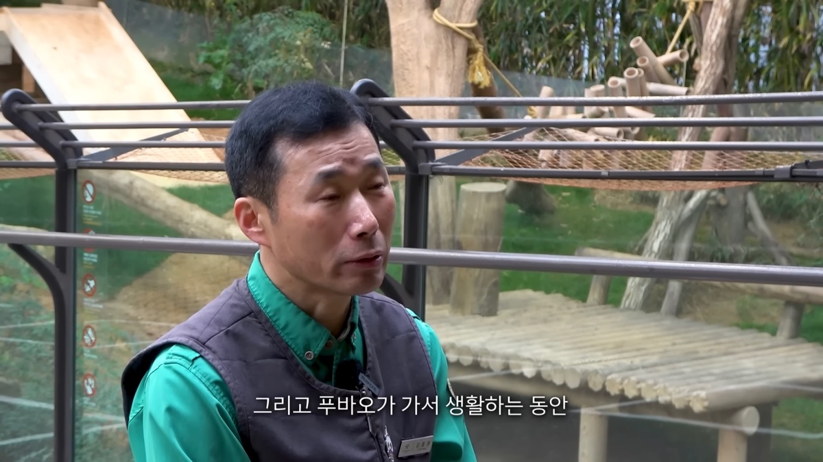 강바오가 중국 사육사에게 보내는 영상편지 (오열주의) | 인스티즈