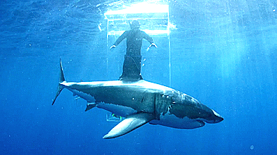 이 케이지안에서 10분 버티고 1억 받기 vs 안해 | 인스티즈