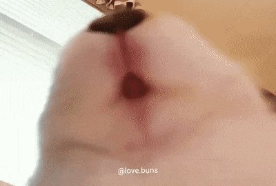 밥그릇 시점 밥 먹는 토끼.gif | 인스티즈