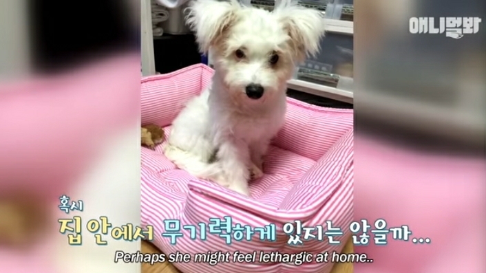 수줍음이 많은 강아지가 사람을 좋아하는 법 | 인스티즈