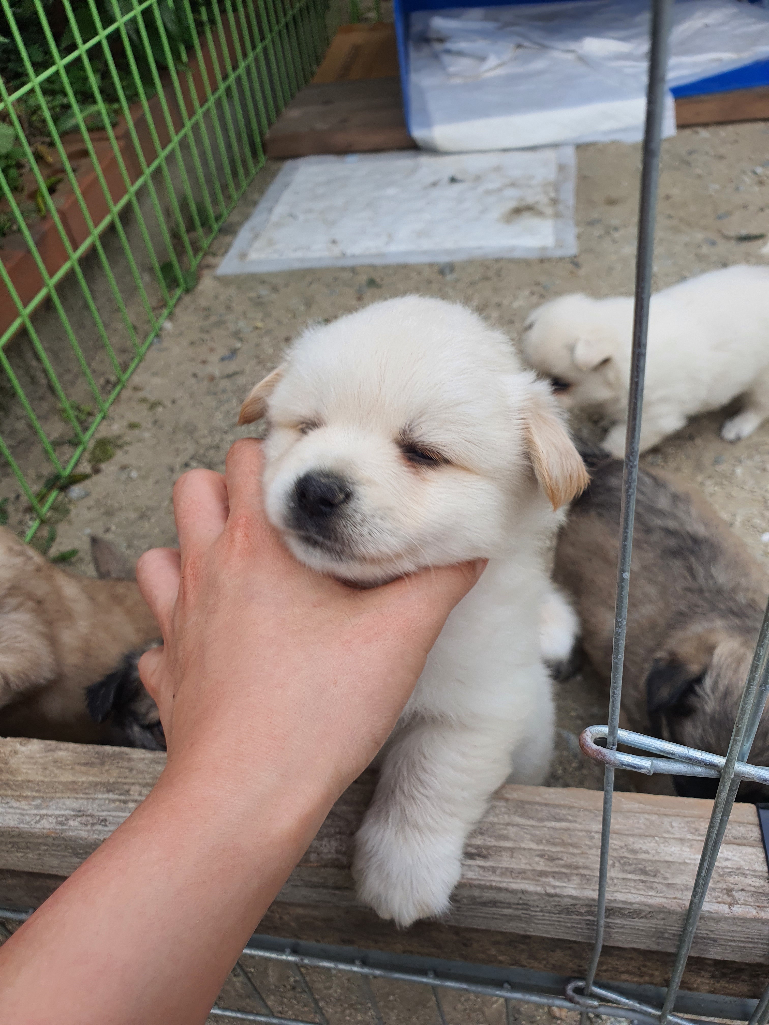 동네 친한 강아지 새끼낳았는데 나 자꾸 따라다녀 (동물농장/ 사진많음) +사진추가 | 인스티즈