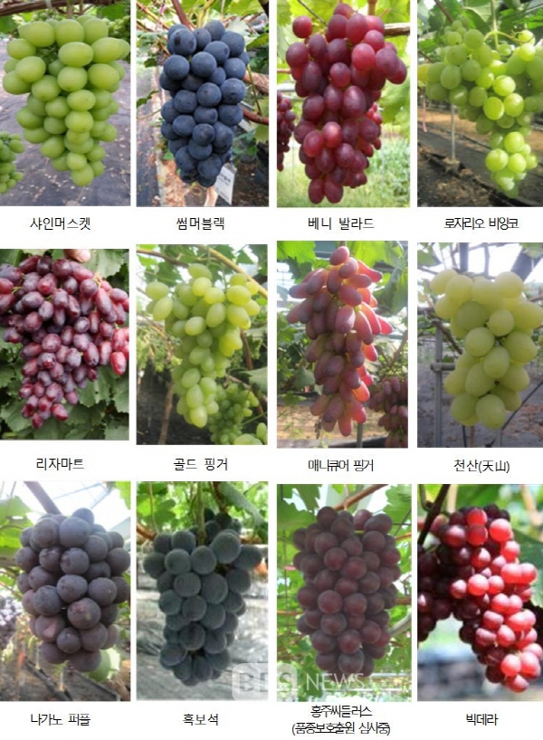 귤 골라 딸기 골라 포도 골라 - 악플달면 쩌리쩌려버려 - ＊여성시대＊ 차분한 20대들의 알흠다운 공간