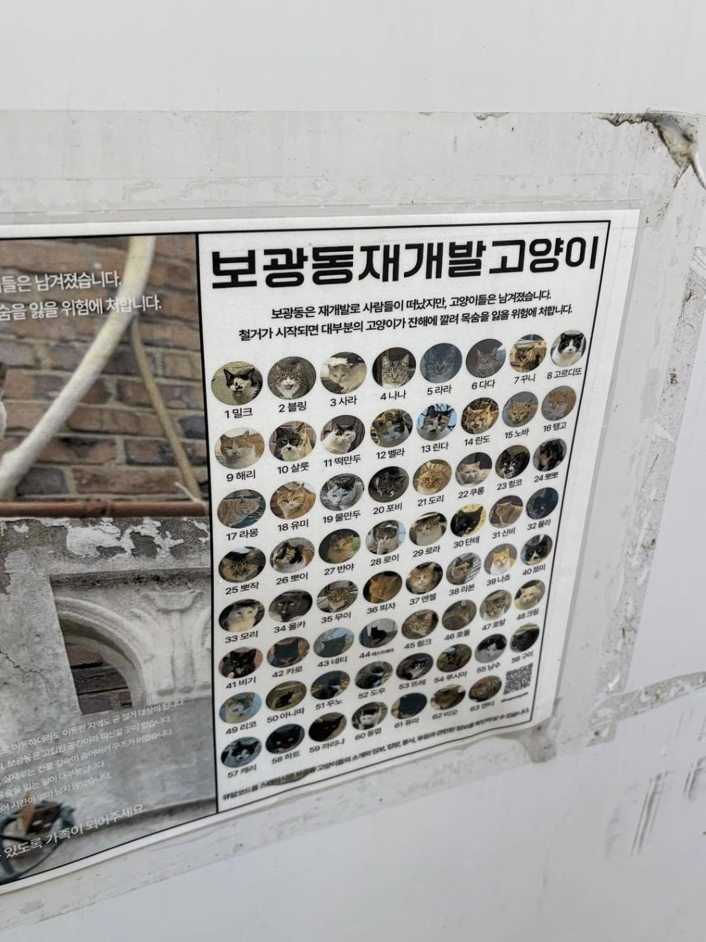 보광동 재개발 지역 고양이들 | 인스티즈