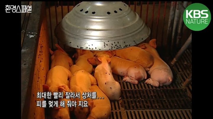 태어나자마자 바쁜 아기 돼지 (혐오주의) | 인스티즈