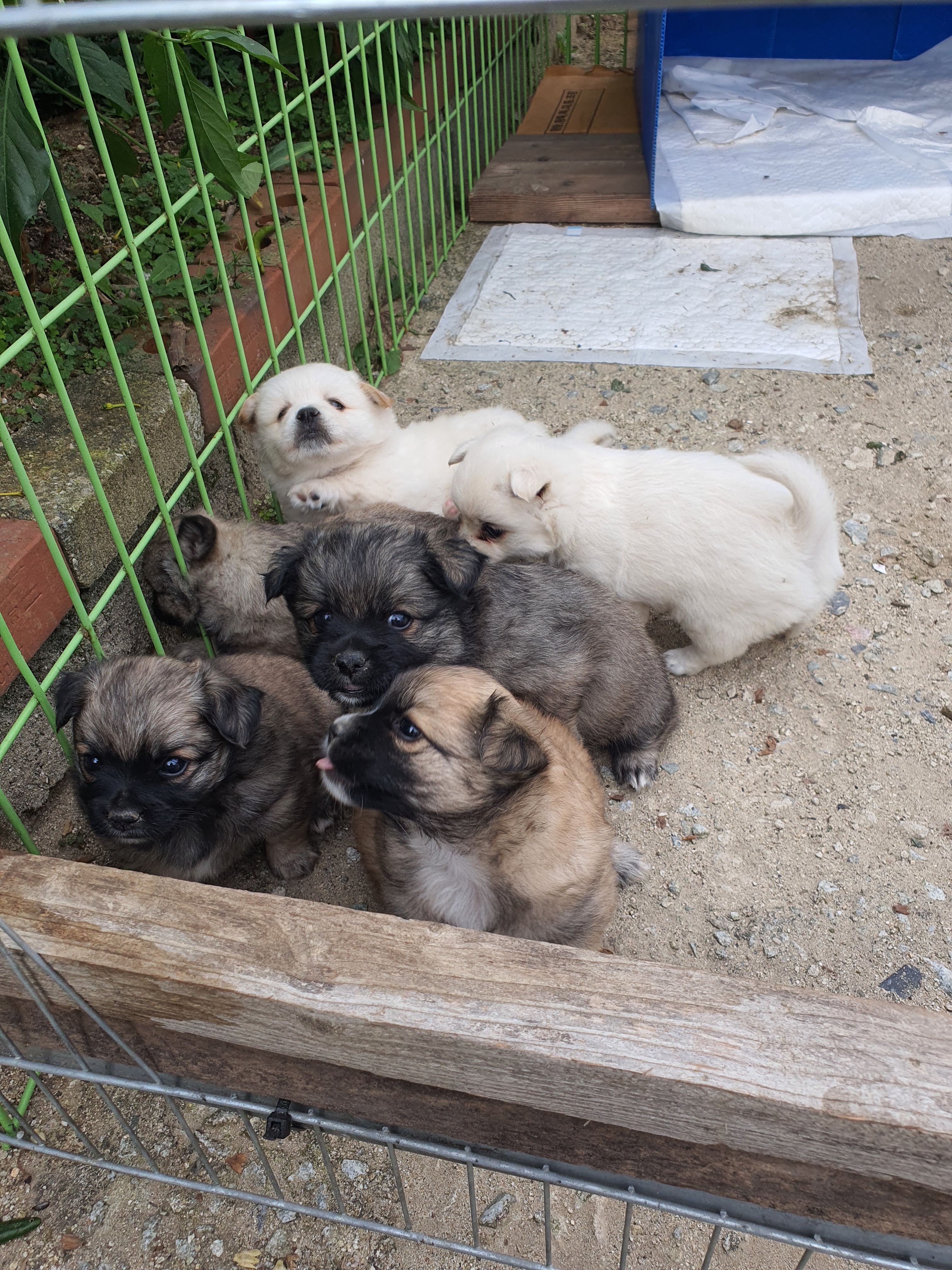 동네 친한 강아지 새끼낳았는데 나 자꾸 따라다녀 (동물농장/ 사진많음) +사진추가 | 인스티즈