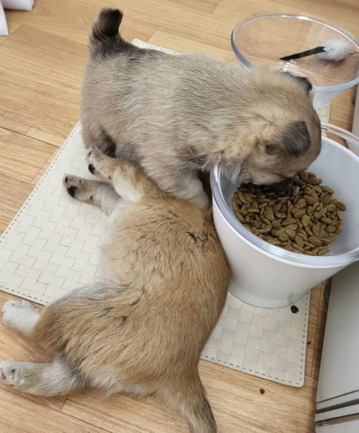 (공지라니... ++추가)새로생긴 회사 복지.. 미쳐서 도저히 일을 못하겠네.. (추가....)++추가 | 인스티즈