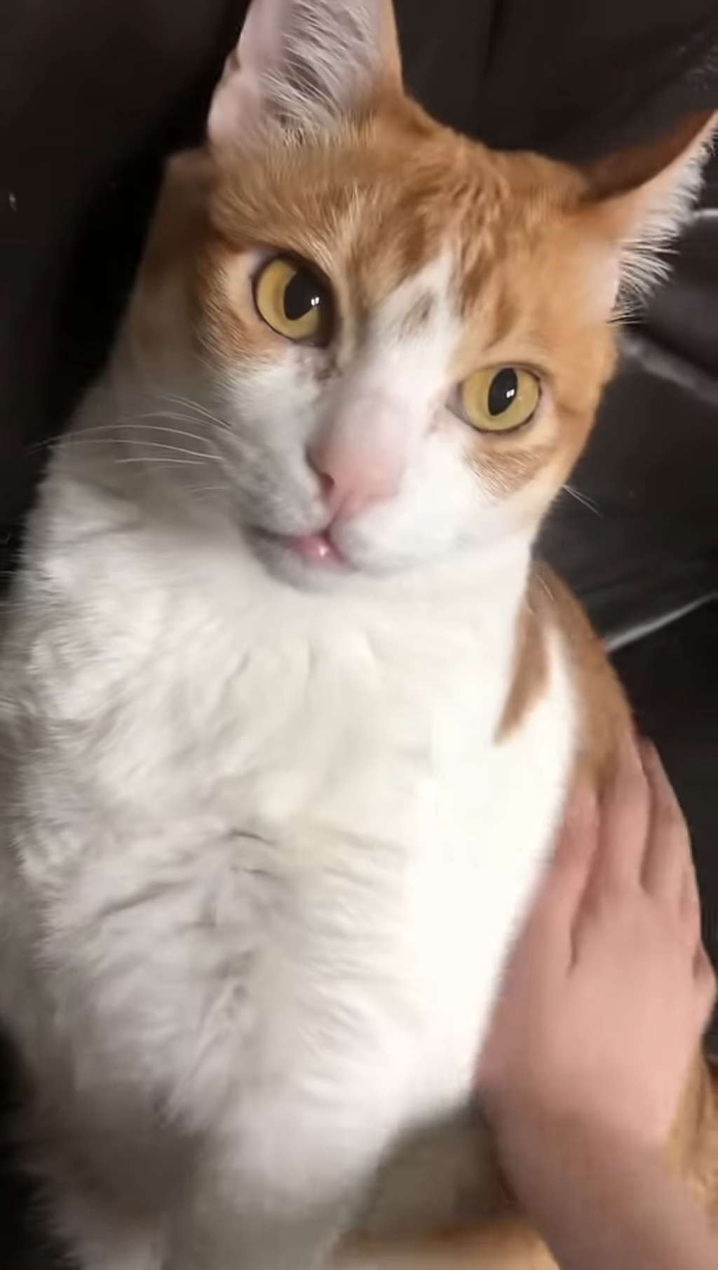 항공모함 고양이 | 인스티즈