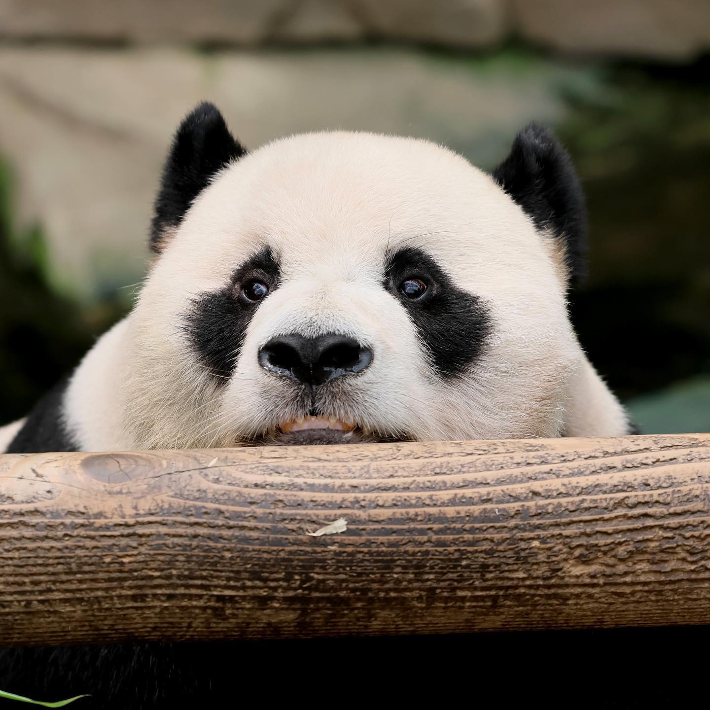 🐼 아이바오네 남판다들 🐼 | 인스티즈