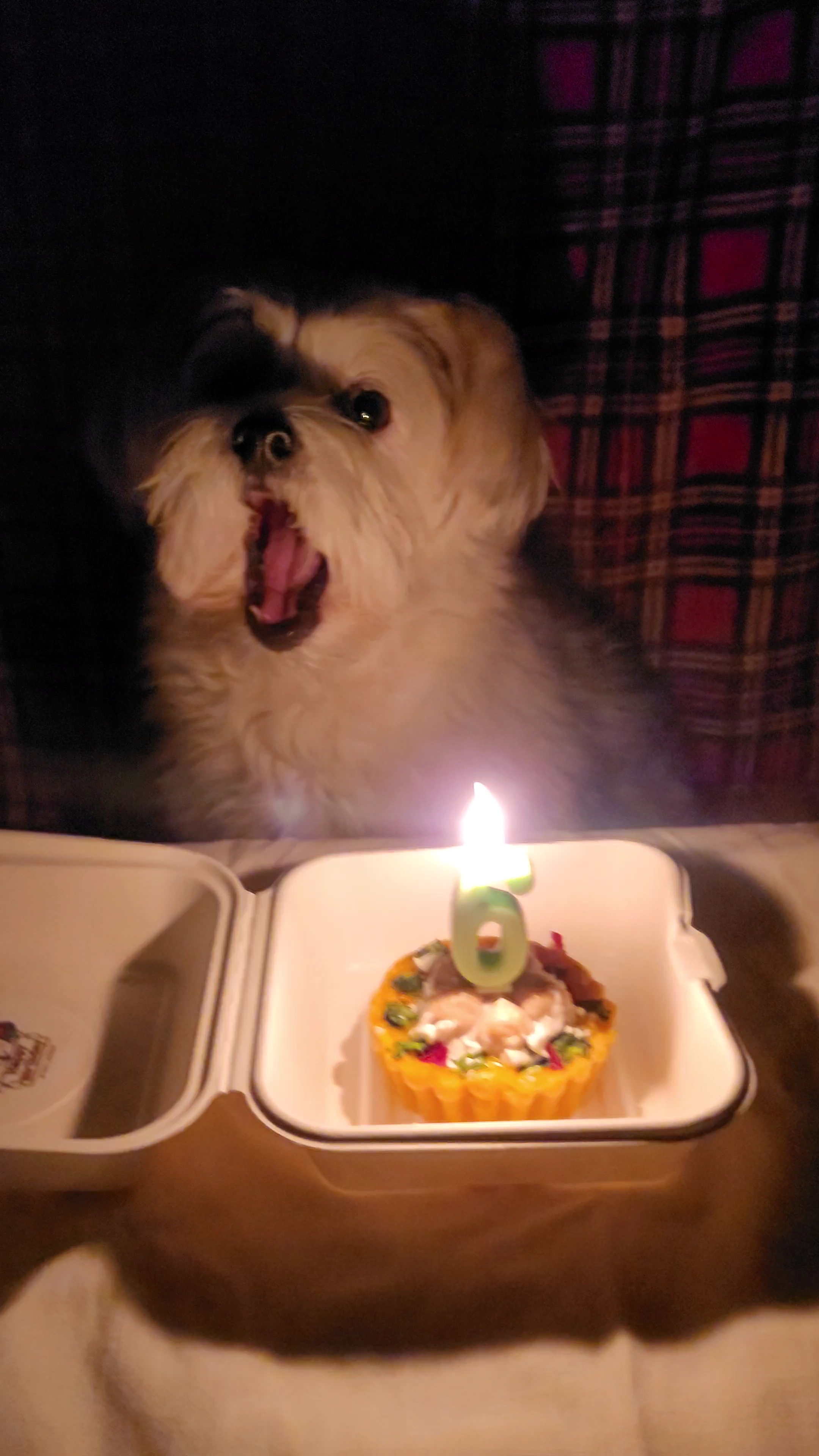 우리 강아지 생일 케이크 받고 놀란듯 | 인스티즈