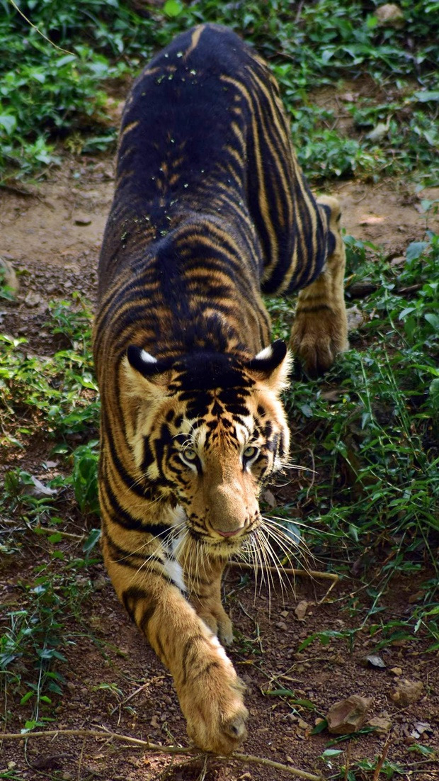 검은 호랑이 | 인스티즈