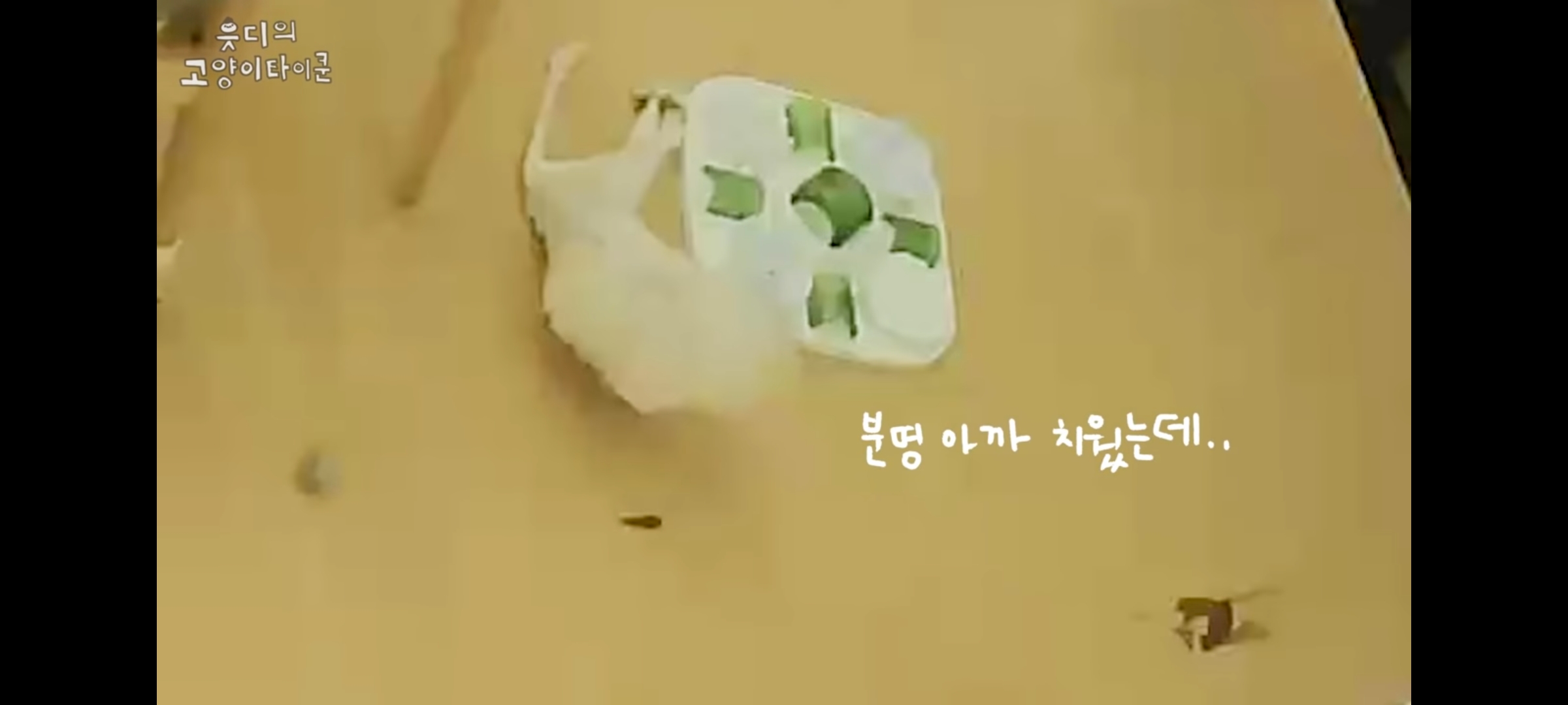 cctv보고 오열😭 응가실수하고 혼자 치우려는 고양이 | 인스티즈