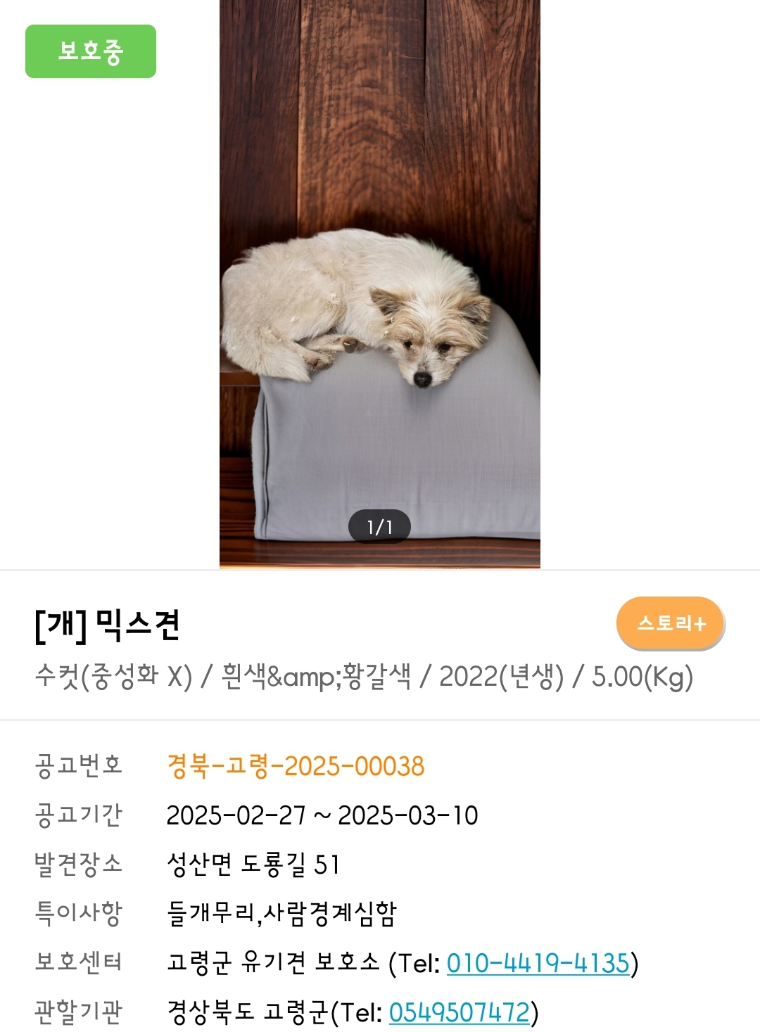 입양홍보) 사람을 넘넘 좋아하는 가나디🐶 | 인스티즈